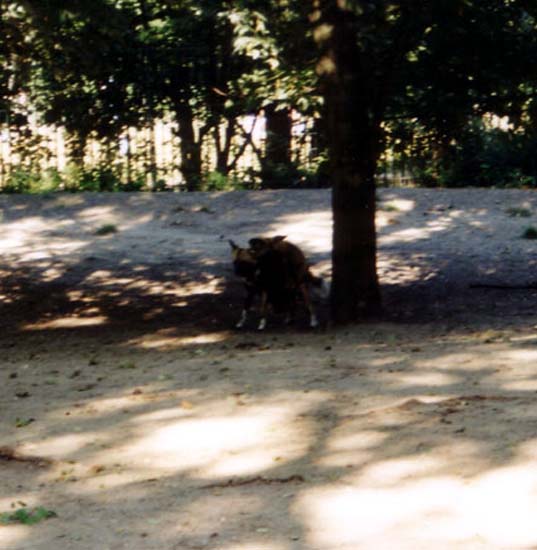 41_taetige_Hyaenen